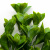 Трава искусственная -1, шт (эвкалипт лист 32 см/8 см)				 - купить в Ессентуках. Цена: 169.93 руб.