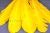 Декоративный Пучок из перьев, перо 23см/желтый - купить в Ессентуках. Цена: 12.19 руб.