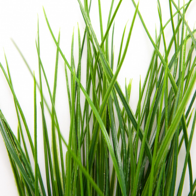 Трава искусственная -4, шт  (осока 50 см/8 см  7 листов)				 - купить в Ессентуках. Цена: 130.73 руб.